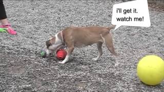 FEB 21, 2016 LADY  NEEDS A HOME AT FOLAS
