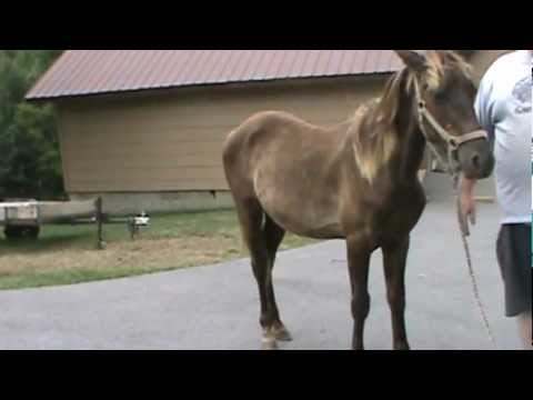 Rocky Mountain Chocolate Colt For Sale Snickerdoodle Supreme