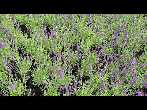 Video: Levandos angustifolia