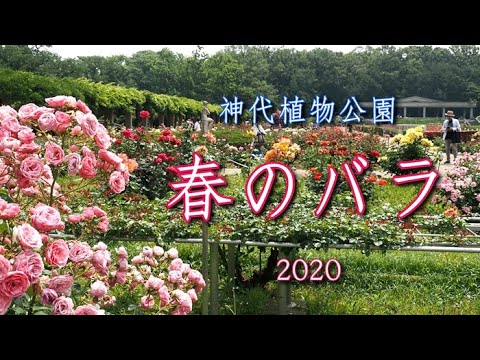 神代植物公園 春のバラ２０２０ Youtube