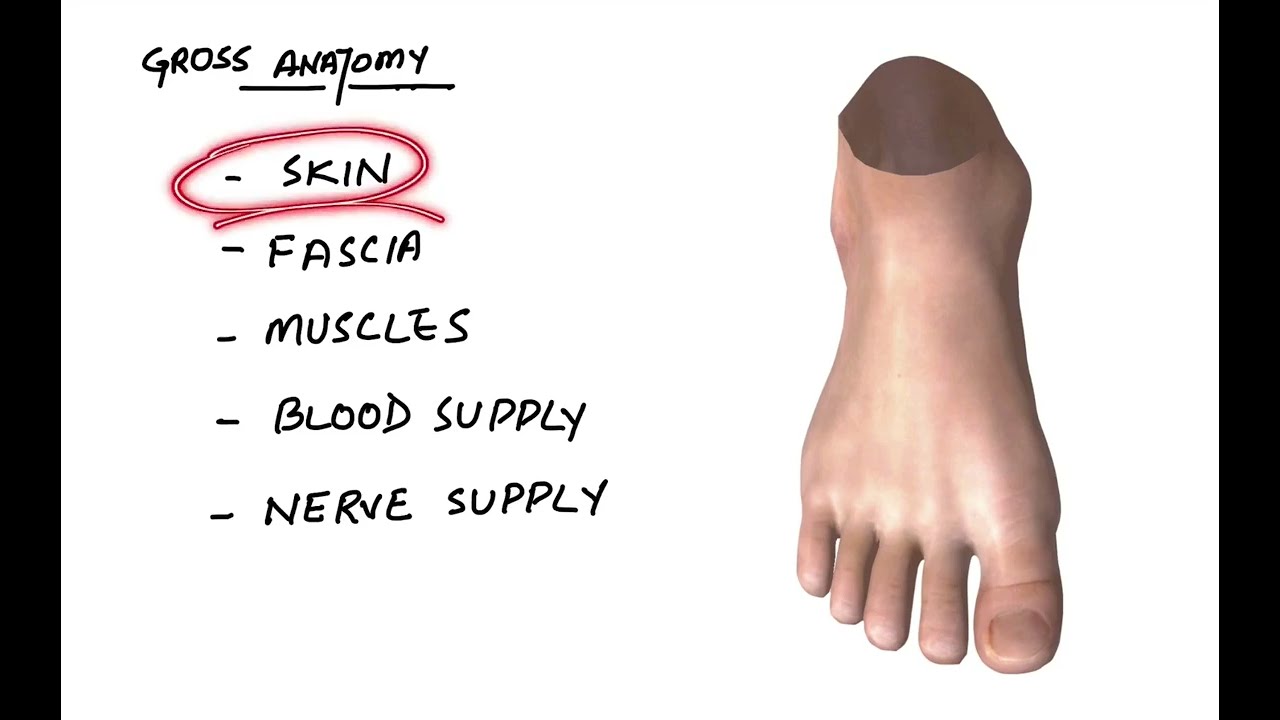 Dorsum of Foot Gross Anatomy YouTube