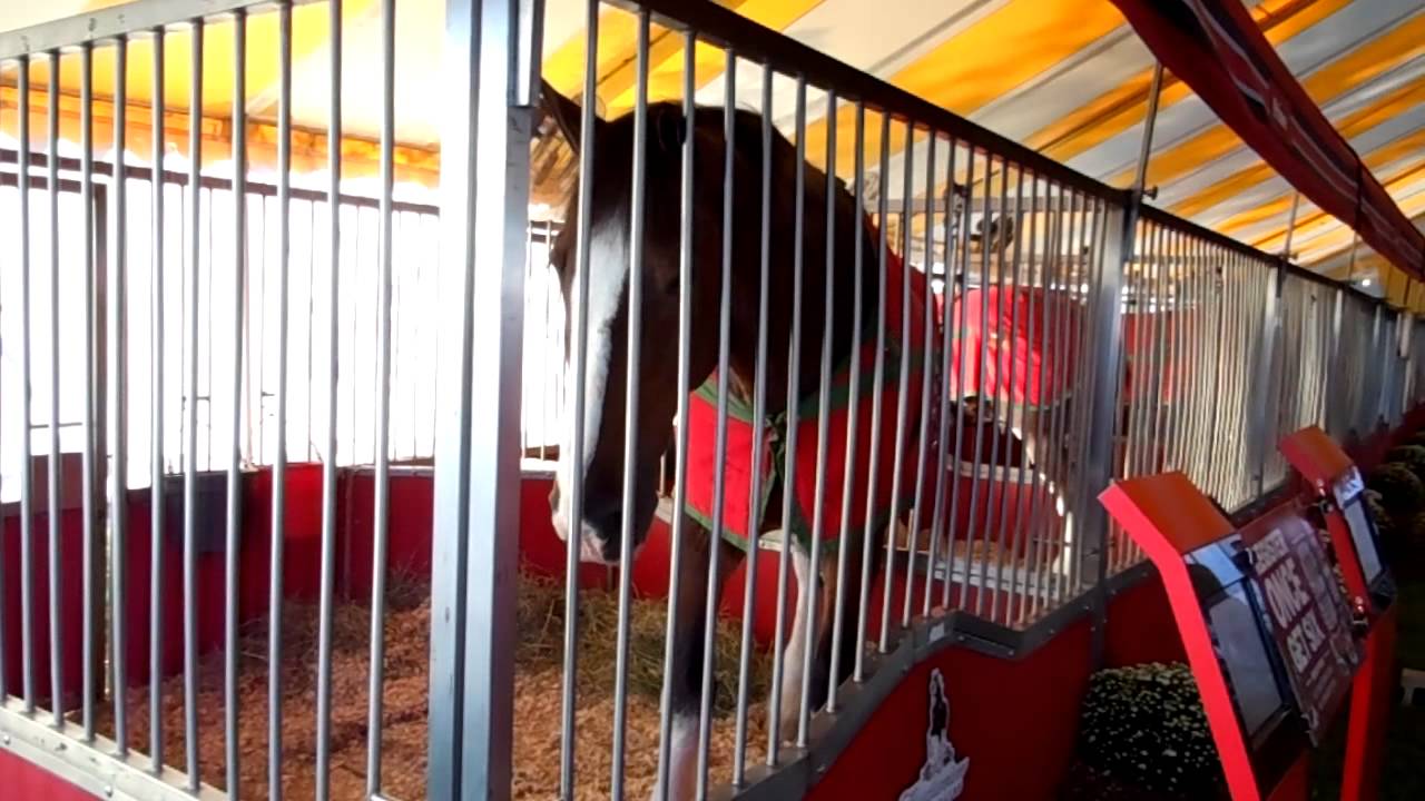 Budweiser Clydesdales at Kalida festival, Kalida, Ohio.MOV YouTube