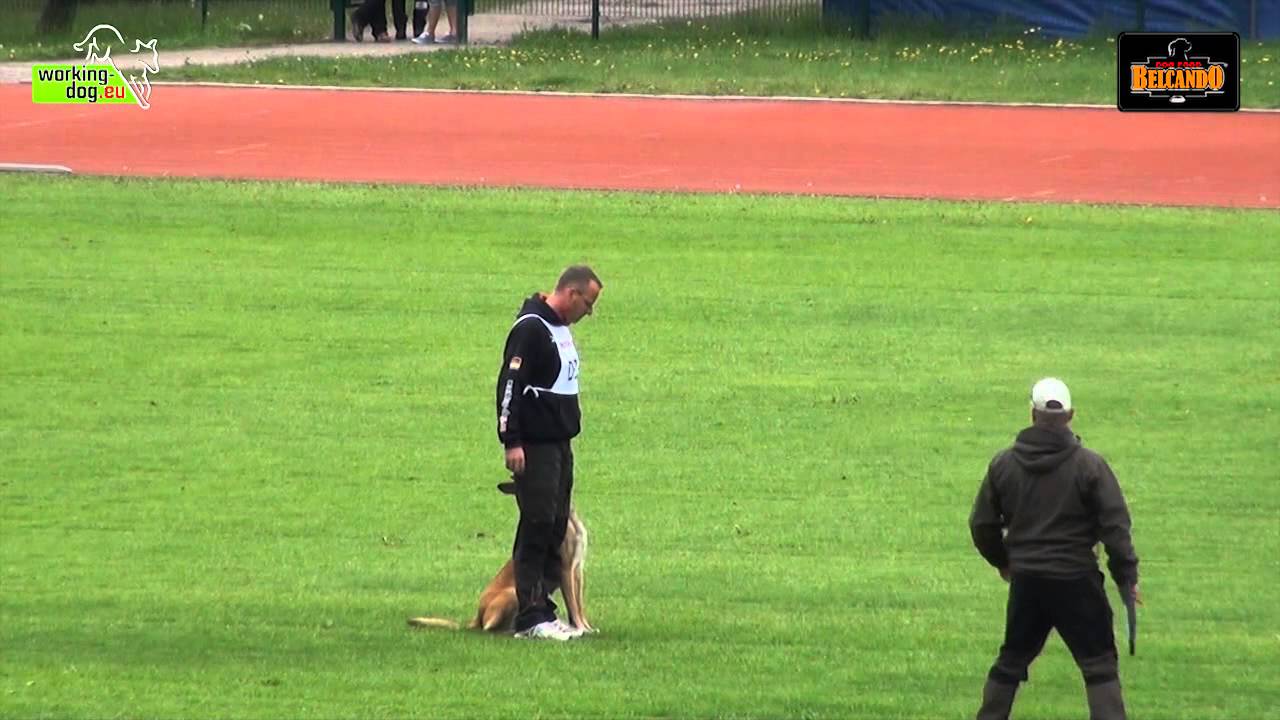 フンデルトヴァッサー 日本 FMBB 2014 - Finni von der Brunnenstadt IPO -obedience 97 - presented by Belcando