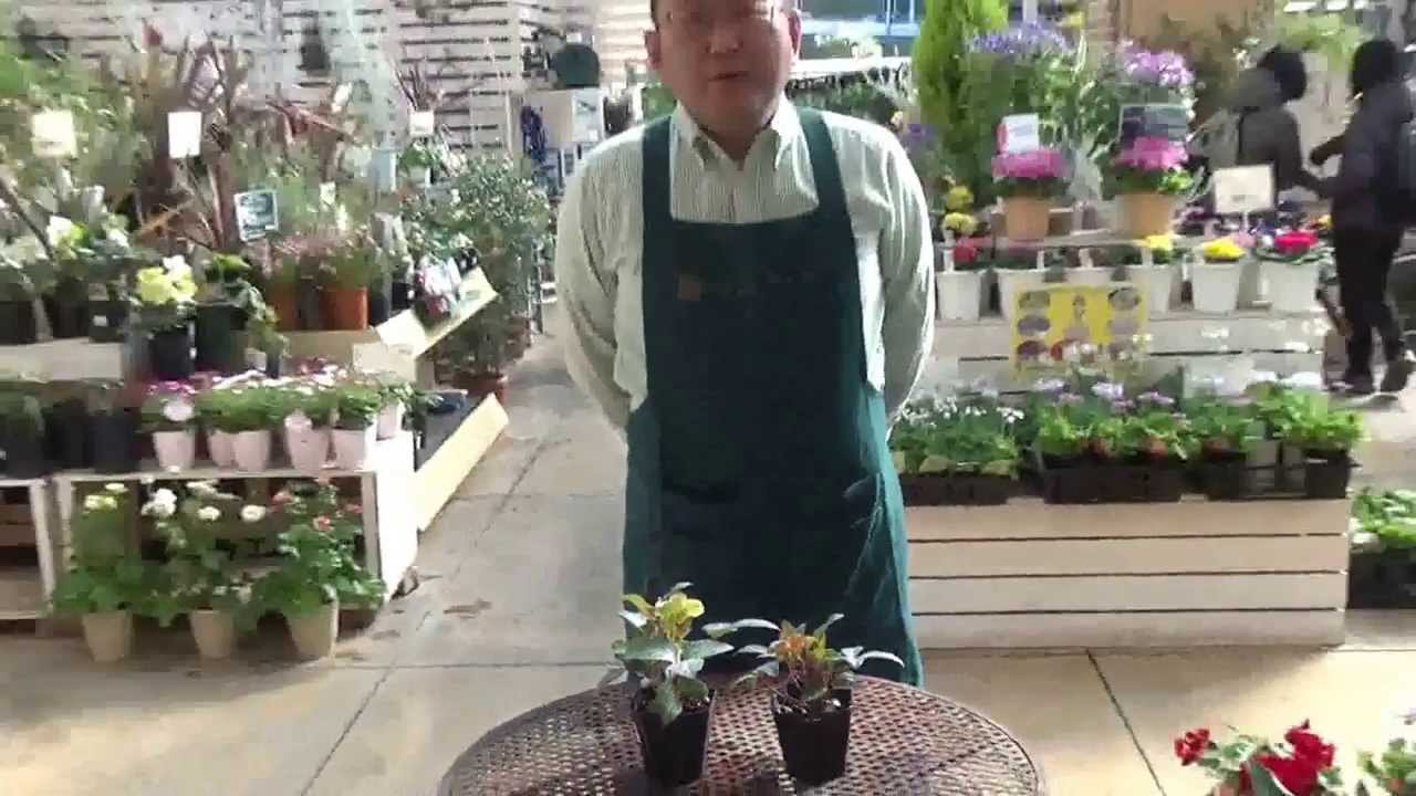 クリスマスローズ（リビダス）の花色の違い - YouTube