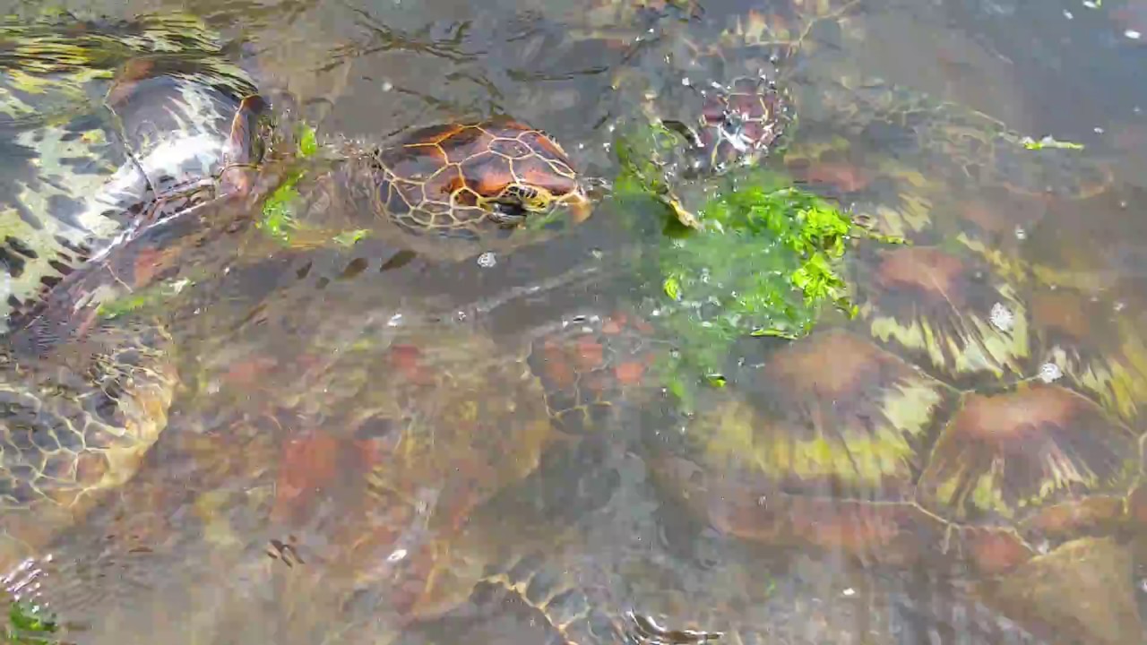 snake oil Green Sea Turtle (Chelonia mydas) feeding at Zoo, Zanzibar 2017