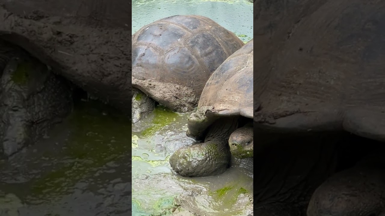 Big Turtles | Wildlife | Amazing Wildlife