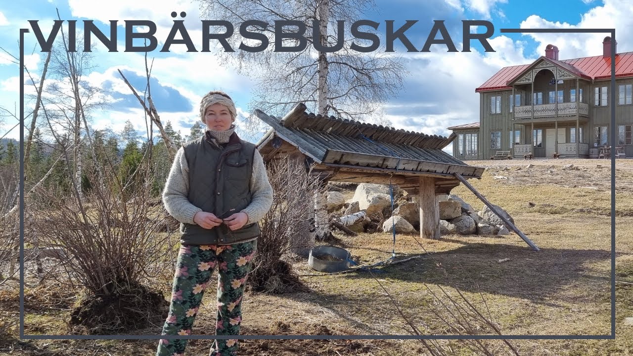 Flytta gamla vinbärsbuskar