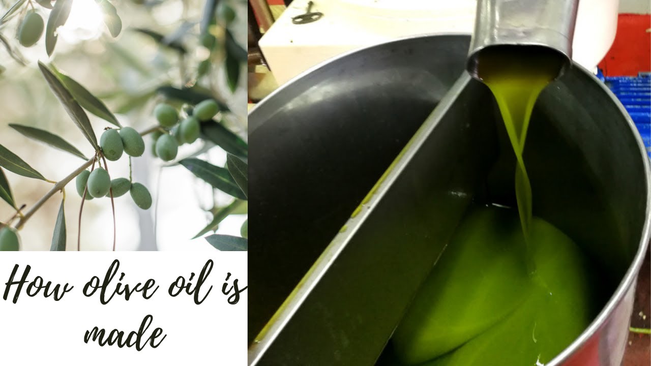 How Italian olive oil is made /Life in Sicily  