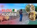 Vlog en algrie  famillevoyage shopping kikikickz