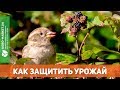 Как защитить черешню и вишню от птиц? ЛУЧШИЕ МЕТОДЫ. | Agro-Market.ua