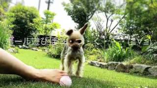 特大パラソルで快適空間☆愛犬ヨーキーとのボール遊びはエンドレス