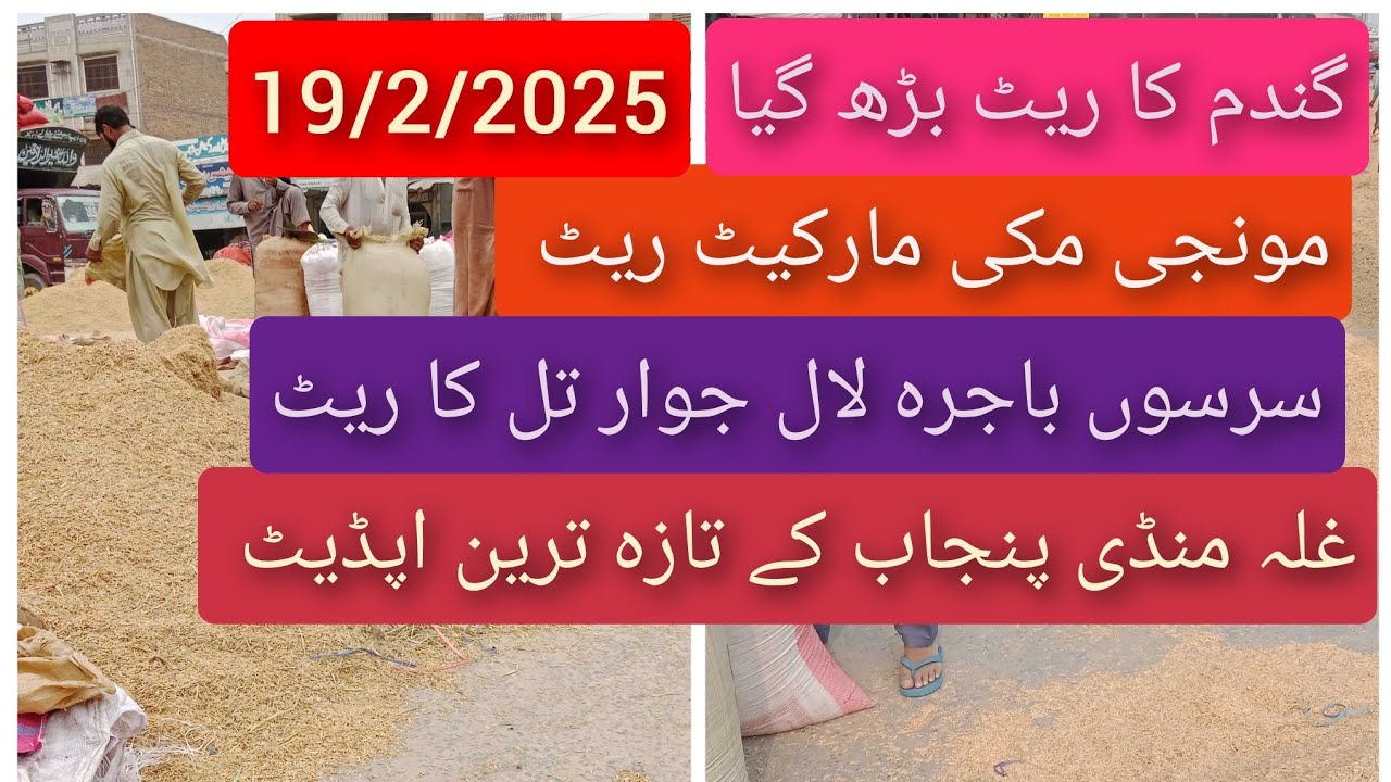 Today wheat price in Punjab| makki munji Ka rate 2025| sarso bajra ...