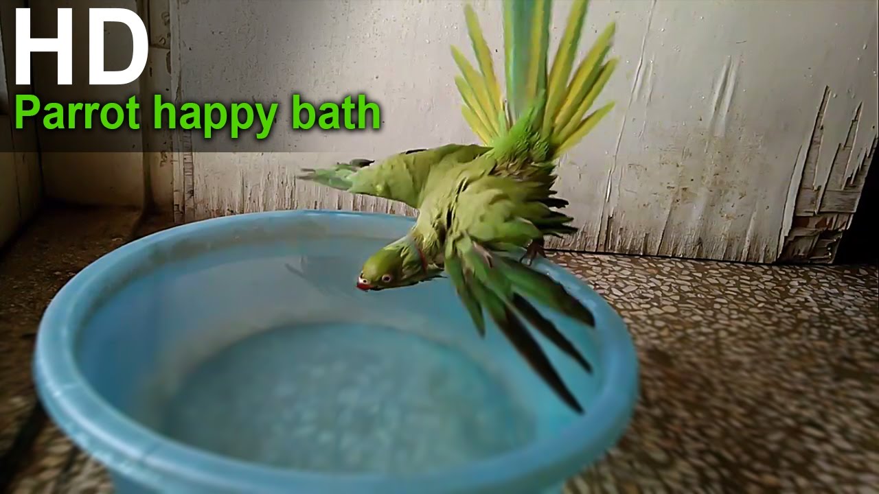 Parrot happy bath YouTube