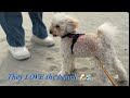 Big Boy vs Tiny Girl… Beach Walk Battle 😂🐶 #toypoodle #cutedogs #dogvideo #doglover