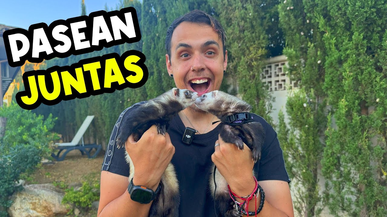 NUESTRAS BEBÉS HURONAS PASEAN JUNTAS POR PRIMERA VEZ