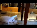 MY BRITISH LONGHAIR CAT の動画、YouTube動画。