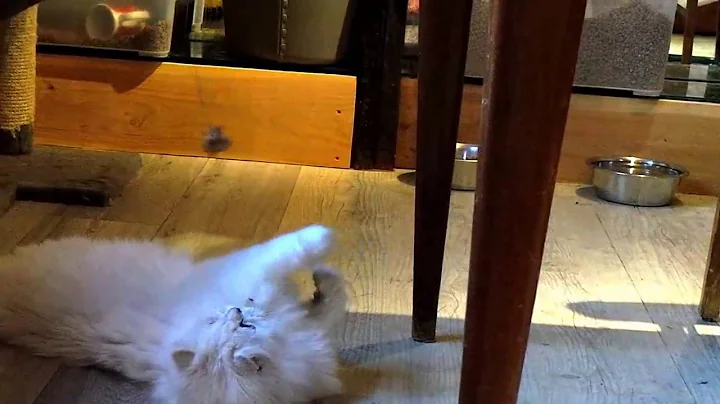 Video 22171: british longhair cat, maine coon british, maine coon cattery