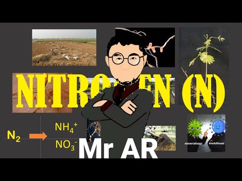 Video: Apakah yang dilakukan oleh bakteria rhizobium?