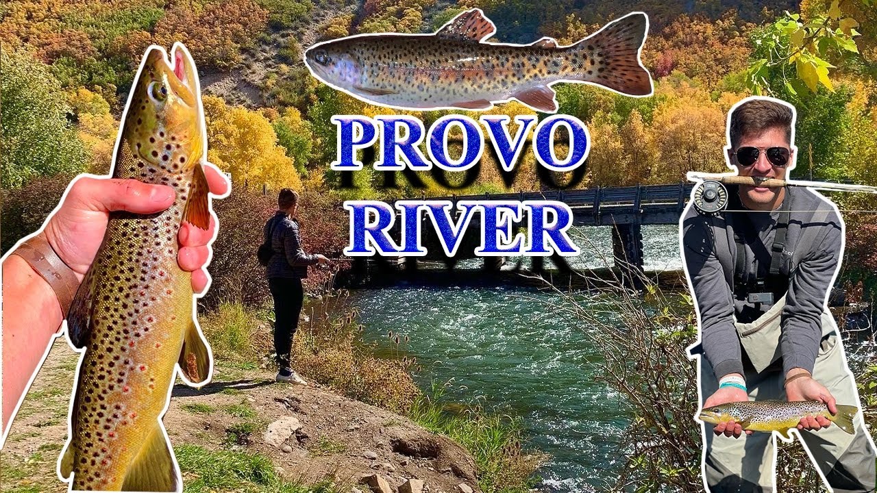 Fly Fishing The Provo River YouTube