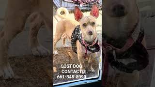 Male Chi . He likes hiding under cars. Lost at Valhalla Drive-Ming Ave- Belle Terrace. 🙏🐾🙏