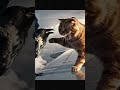 Dame un grrrrrrrrr 😇                       #catvideos #creatorsearchinsights #likes #views  #sad