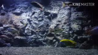 Aquadecor 3D Background G4 Slim Model