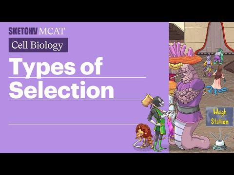 Types of Selection: Exploring Patterns & Phenotypes (Full Lesson)  | Sketchy MCAT