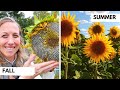 How &amp; When to Collect Sunflower Seeds