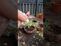 Variegated Periwinkle