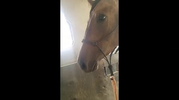 First Time Horse Trailer Loading Problems? What Groundwork Does.