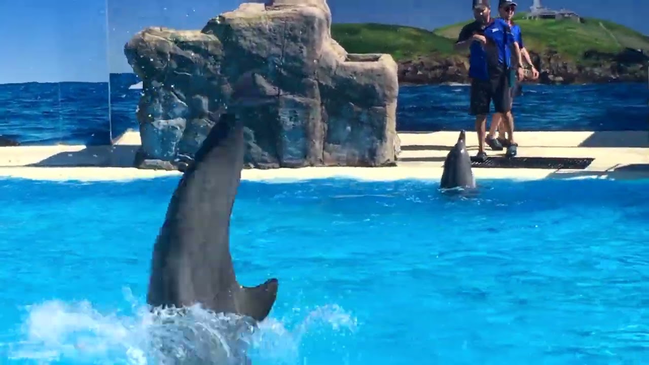 Coffs Harbour Dolphin Show | Dolphin Marine Conservation