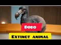 THE DODO EXTINCT ANIMAL IN THE WORLD