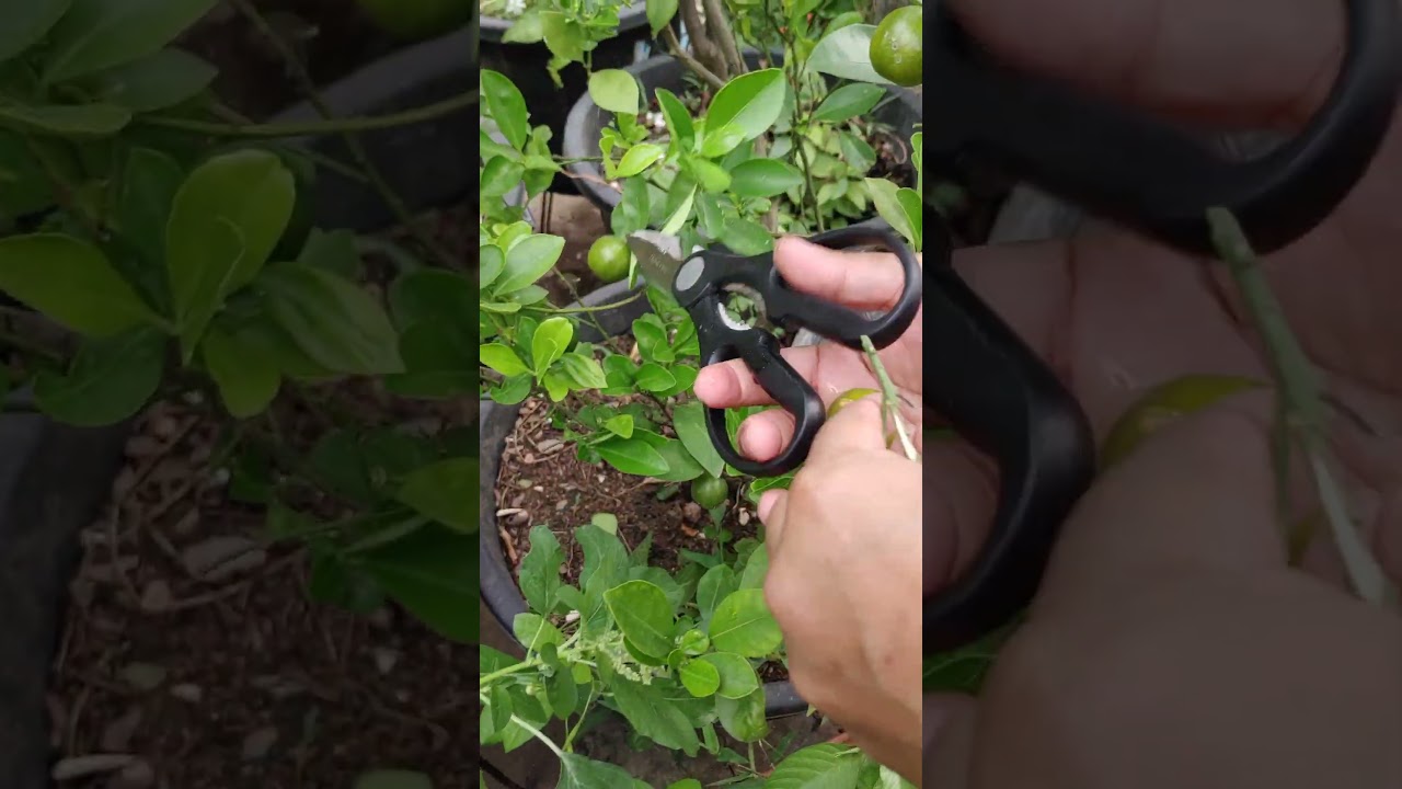 KAMALA NIMMA HARVEST | SPECIAL LEMON HARVEST|| TELUGU GARDEN VLOG