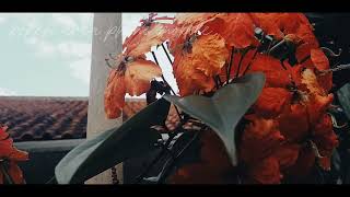 Video bokeh background effects beautiful full hd terbaru  || relaxing for sleep