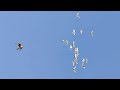 Сокола Сапсана -1 молодой голубь. Peregrinus Falcon