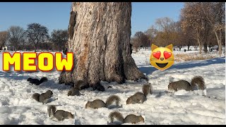 Happy Squirrels Playing for Cats and Dogs ! by We Family 1,313 views 1 year ago 1 hour, 12 minutes