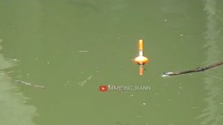 TARIKANNYA MANTAP, STORY WA MANCING