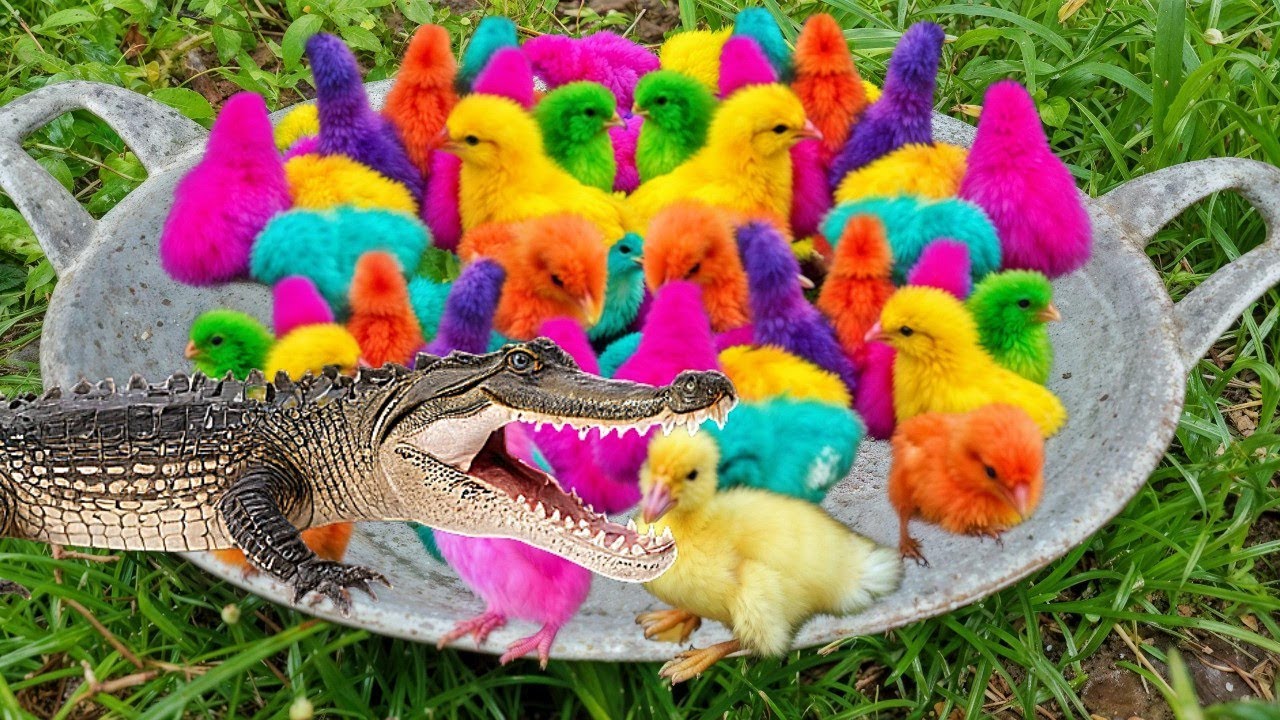 🐔🐓Catch Cute Chickens, Colorful Chickens, Rainbow Chicken 🐠🫧🪼🐟kelinci lucu, bebek lucu, ikan koi