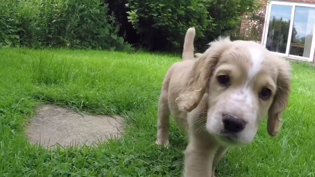 "Ted" the latest addition to the Cocker Clan