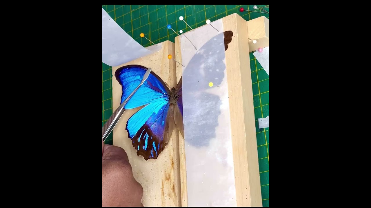 Spreading the Blue Morpho gynandromorph 