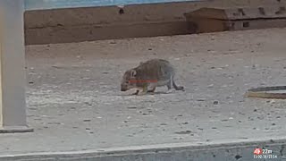 Rat Wars: The Battle of Guadalete