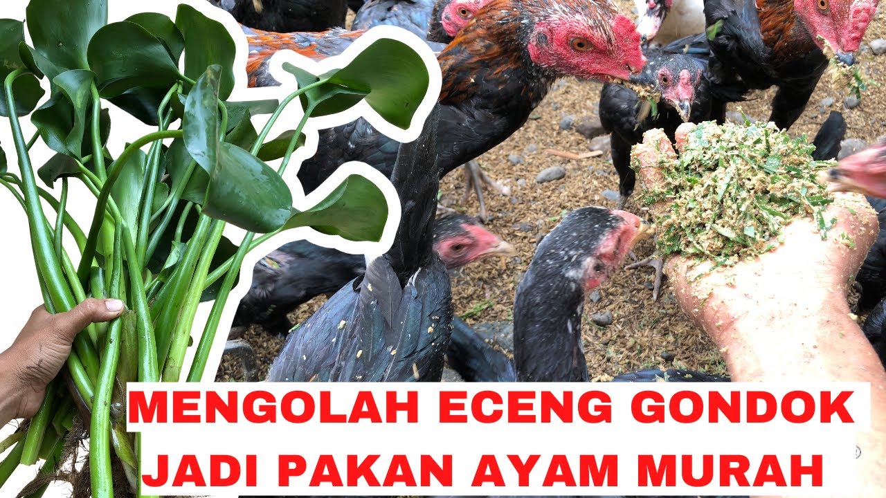 mengolah-pakan-murah-dari-eceng-gondok-untuk-pakan-tambahan-ayam-youtube