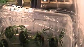 Medical Cannabis - MediGrow Update - ChemDawg - Clones with Flower Tops - WTH?