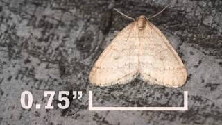 Winter Moth ID (Outsmart App)