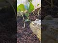 frog saw the grass moving