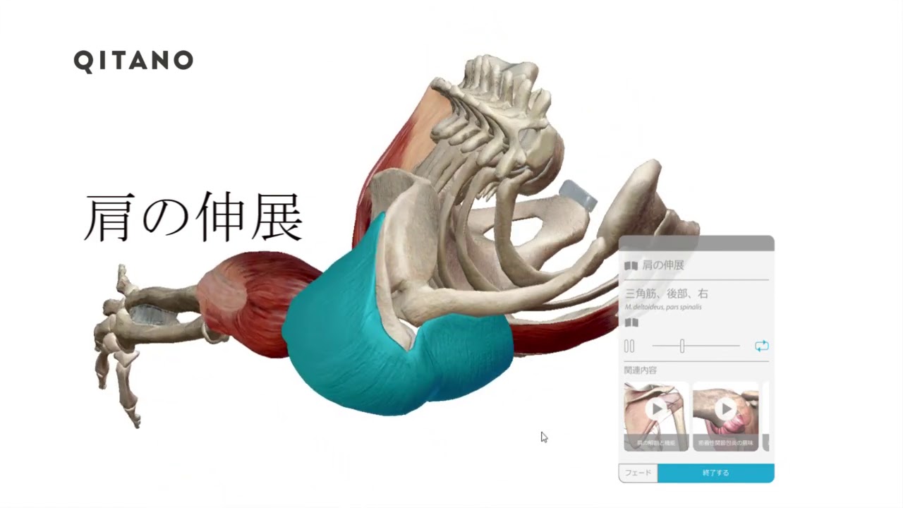 肩の伸展 D11 広背筋 三角筋 大円筋 上腕三頭筋 三頭筋 小胸筋 Youtube