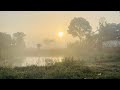 Driving through mysterious Fog #mystery #fog #nature #naturelovers #foggy