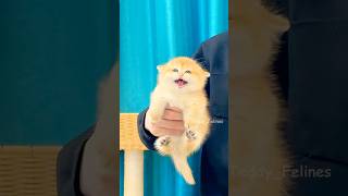 That Tiny Meow Broke My Heart 🧸😿💕 #cat #cute #cats #kitten