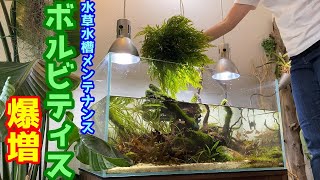 水草水槽】90㎝水草水槽メンテナンス（ボルビティス爆増で凸型構図の