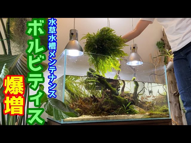 水草水槽】90㎝水草水槽メンテナンス（ボルビティス爆増で凸型構図の